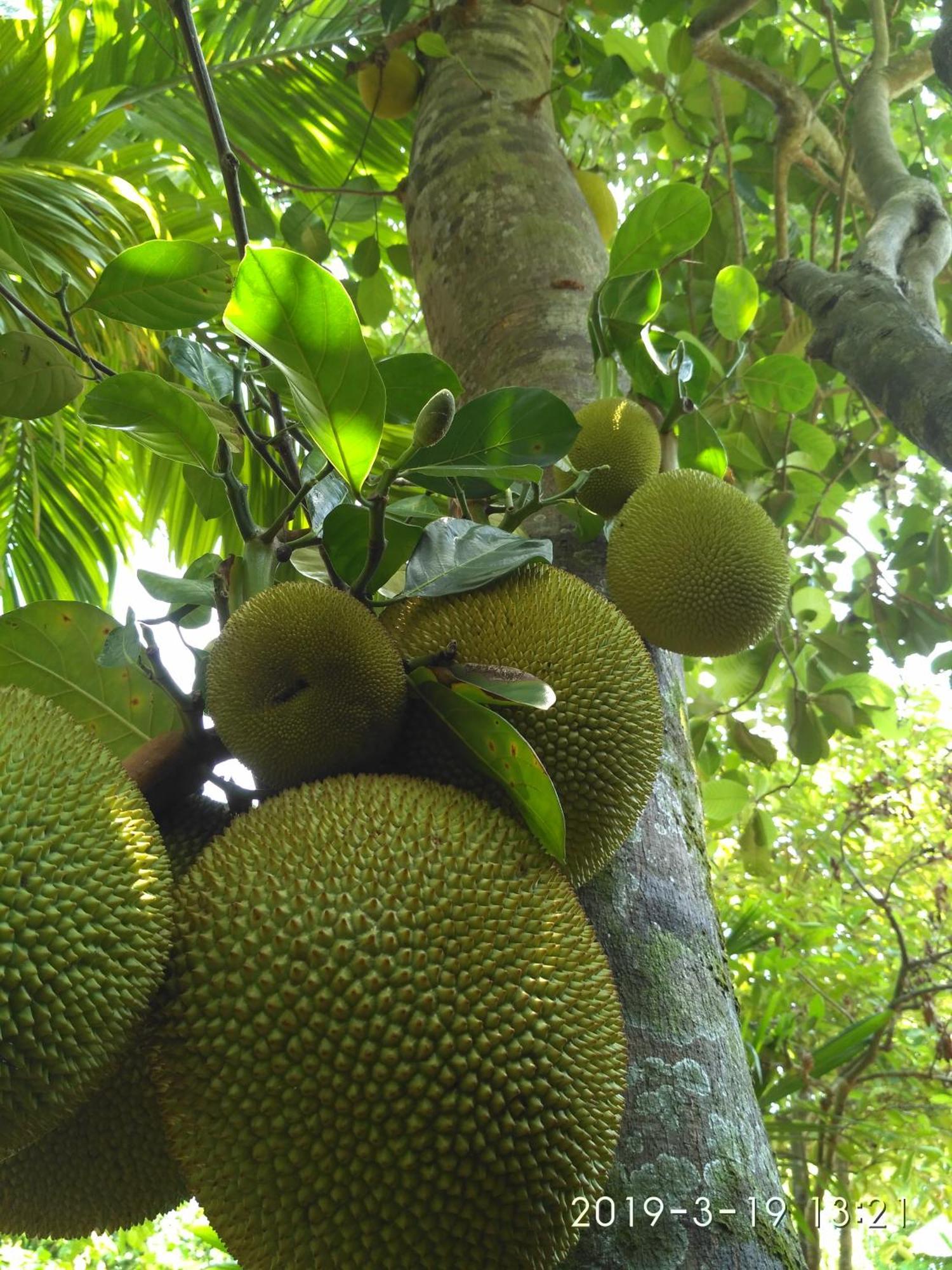 Nilas Guesthouse Hikkaduwa Luaran gambar